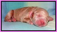 Tia Gus pups newborn 131