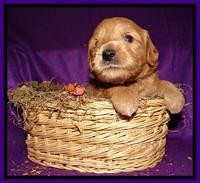 Purple 3 wks (4)