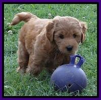 Tia Gus pups 7 wks old 181