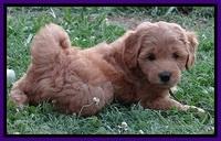 Tia Gus pups 7 wks old 261