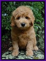 Tia Gus pups 8 wks old 73