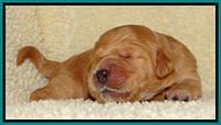Tia Gus pups 1 wk old 191