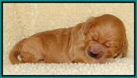Tia Gus pups 1 wk old 201