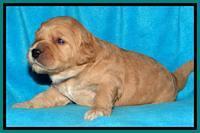 Tia Gus pups 2 wks old 240
