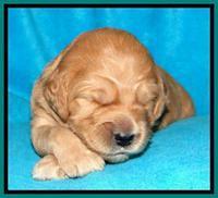 Tia Gus pups 2 wks old 270