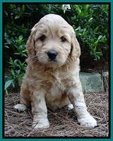 Tia Gus pups 5 wks old 240