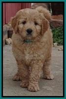 Tia Gus pups 7 wks old 211