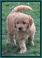 Tia Gus pups 7 wks old 241