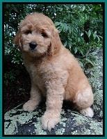 Tia Gus pups 8 wks old 22