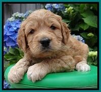 Tia and Gus 4 wks old 201