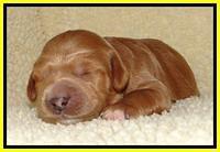 Tia Gus pups 1 wk old 231