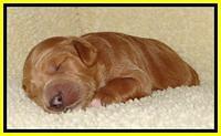 Tia Gus pups 1 wk old 241