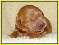 Tia Gus pups 1 wk old 261