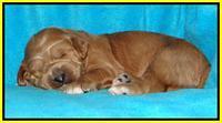 Tia Gus pups 2 wks old 280