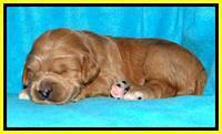 Tia Gus pups 2 wks old 290