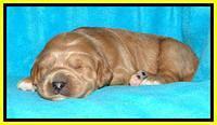 Tia Gus pups 2 wks old 300