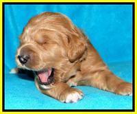 Tia Gus pups 2 wks old 310