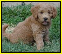Tia Gus pups 7 wks old 31