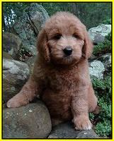 Tia Gus pups 8 wks old 31
