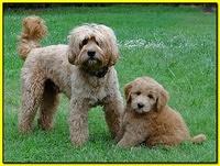 Tia Gus pups 8 wks old 41