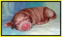 Tia Gus pups newborn 211