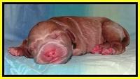 Tia Gus pups newborn 221