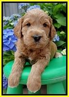 Tia and Gus 4 wks old 241