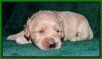 Emmie Gus pups 2 wks old 030
