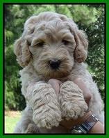 Emmie Gus pups 6 wks old 181
