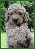 Emmie Gus pups 6 wks old 191
