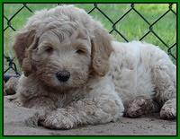 Emmie Gus pups 7 wks old 281
