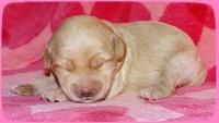 Emmie Gus pups 1 wk old 008