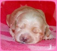 Emmie Gus pups 1 wk old 011