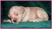 Emmie Gus pups 2 wks old 014