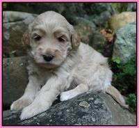 Emmie Gus pups 3 wks old 005