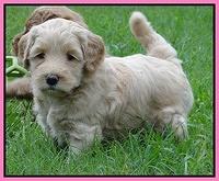 Emmie Gus pups 5 wks old 11