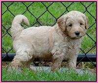 Emmie Gus pups 5 wks old 51