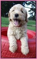 Emmie Gus pups 6 wks old 11