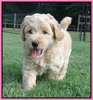 Emmie Gus pups 6 wks old 31