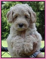 Emmie Gus pups 6 wks old 41