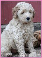 Emmie Gus pups 7 weeks old 021