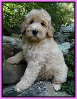 Emmie Gus pups 8 wks old 016