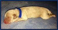 Em gus pups newborn 4