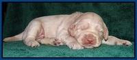 Emmie Gus pups 2 wks old 008