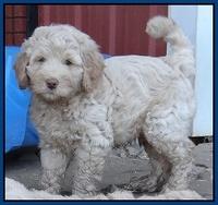 Emmie Gus pups 7 wks old 91