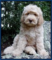 Emmie Gus pups 8 wks old 2 025