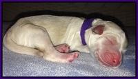 Em gus pups newborn 7