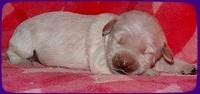 Emmie Gus pups 1 wk old 021
