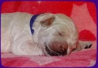 Emmie Gus pups 1 wk old 023