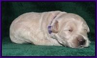 Emmie Gus pups 2 wks old 019